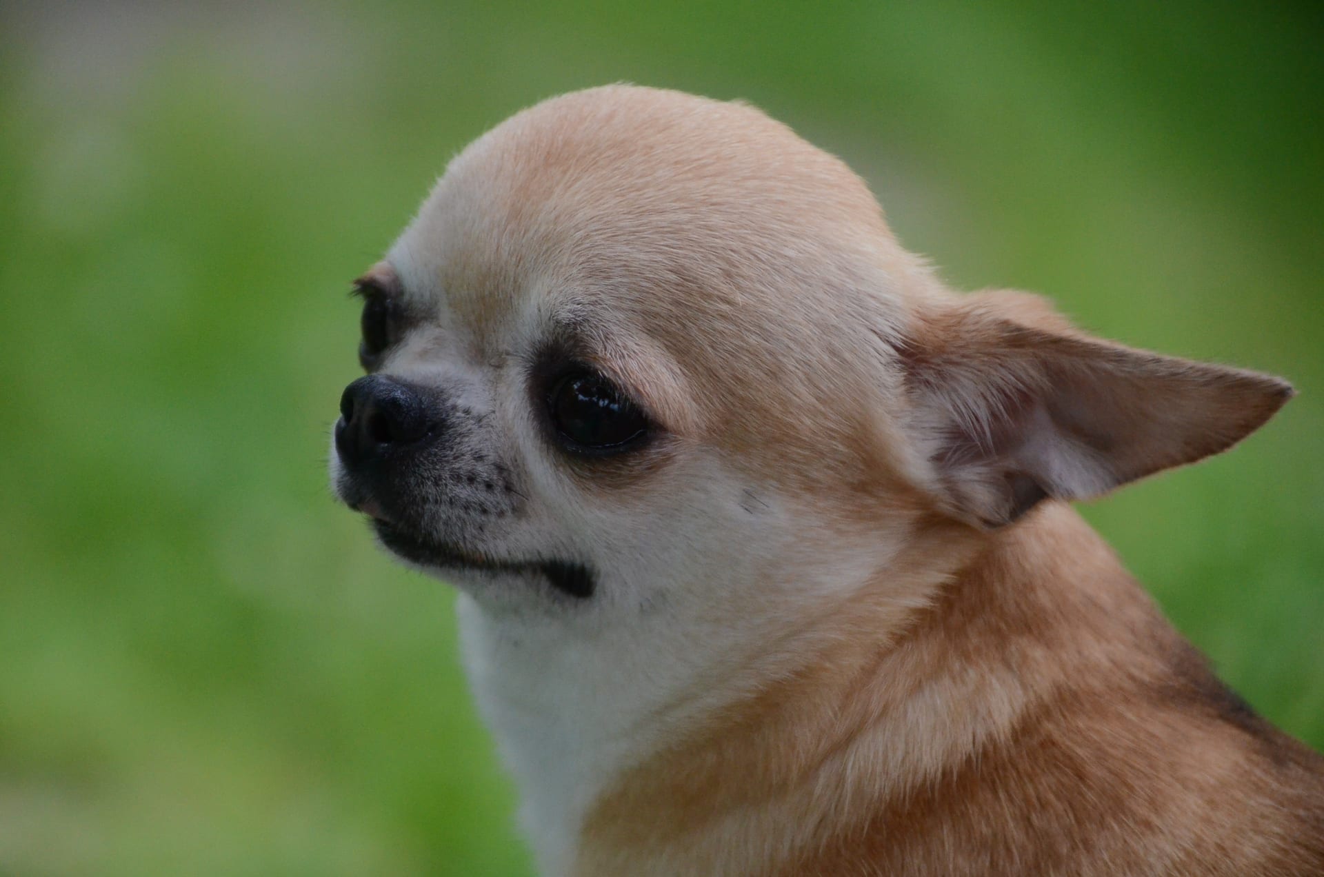 Chihuahua