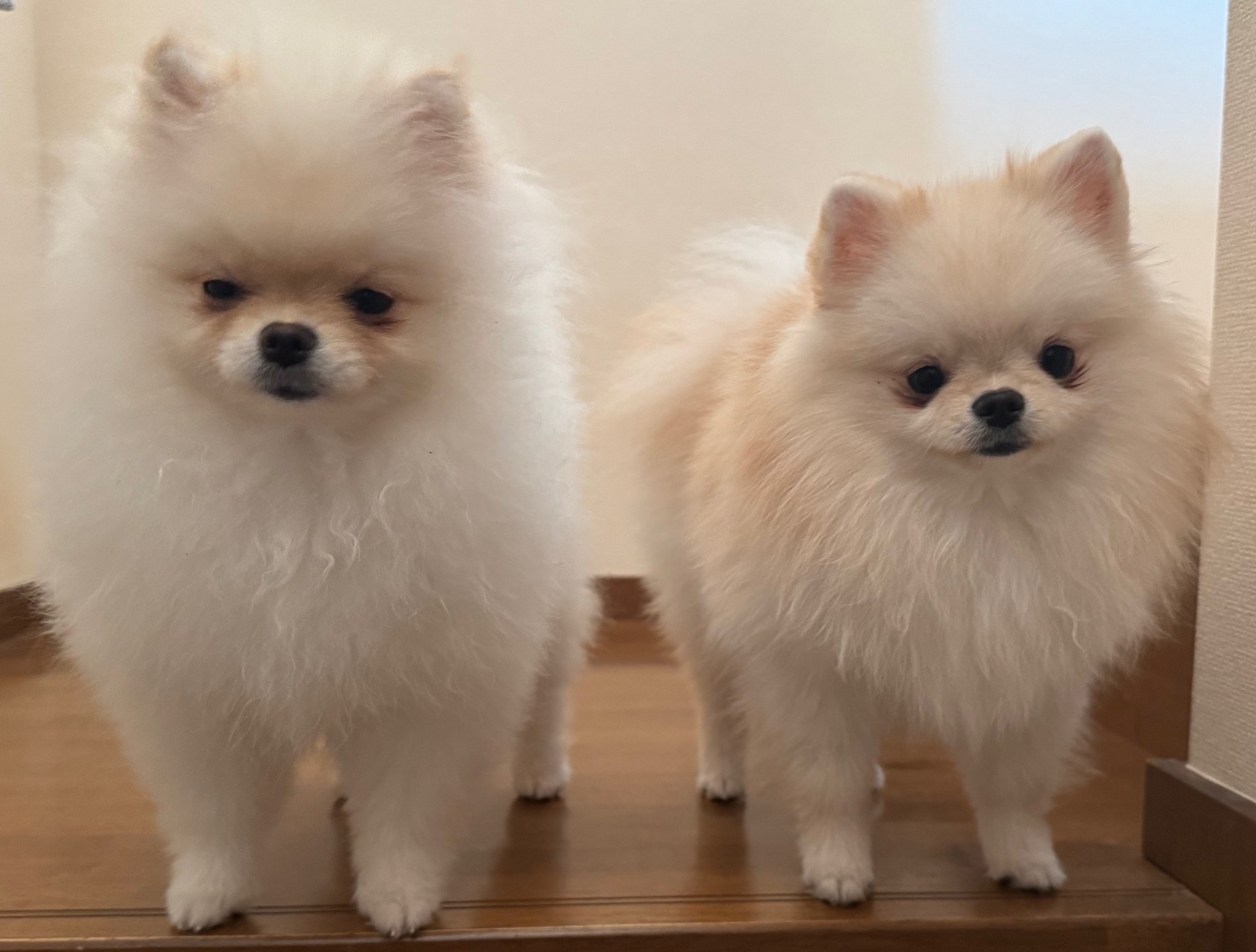 Pomeranian