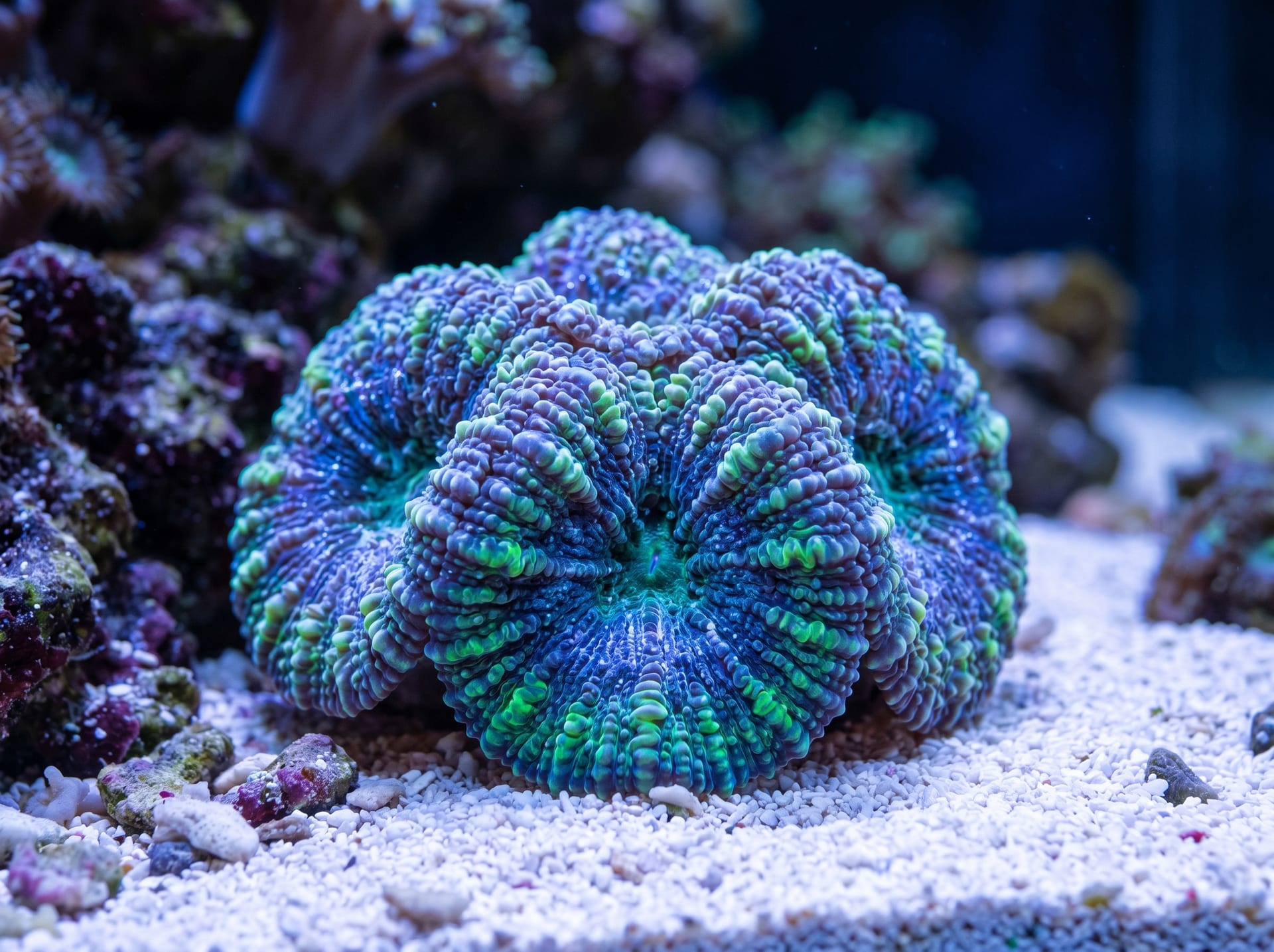 Mushroom Coral