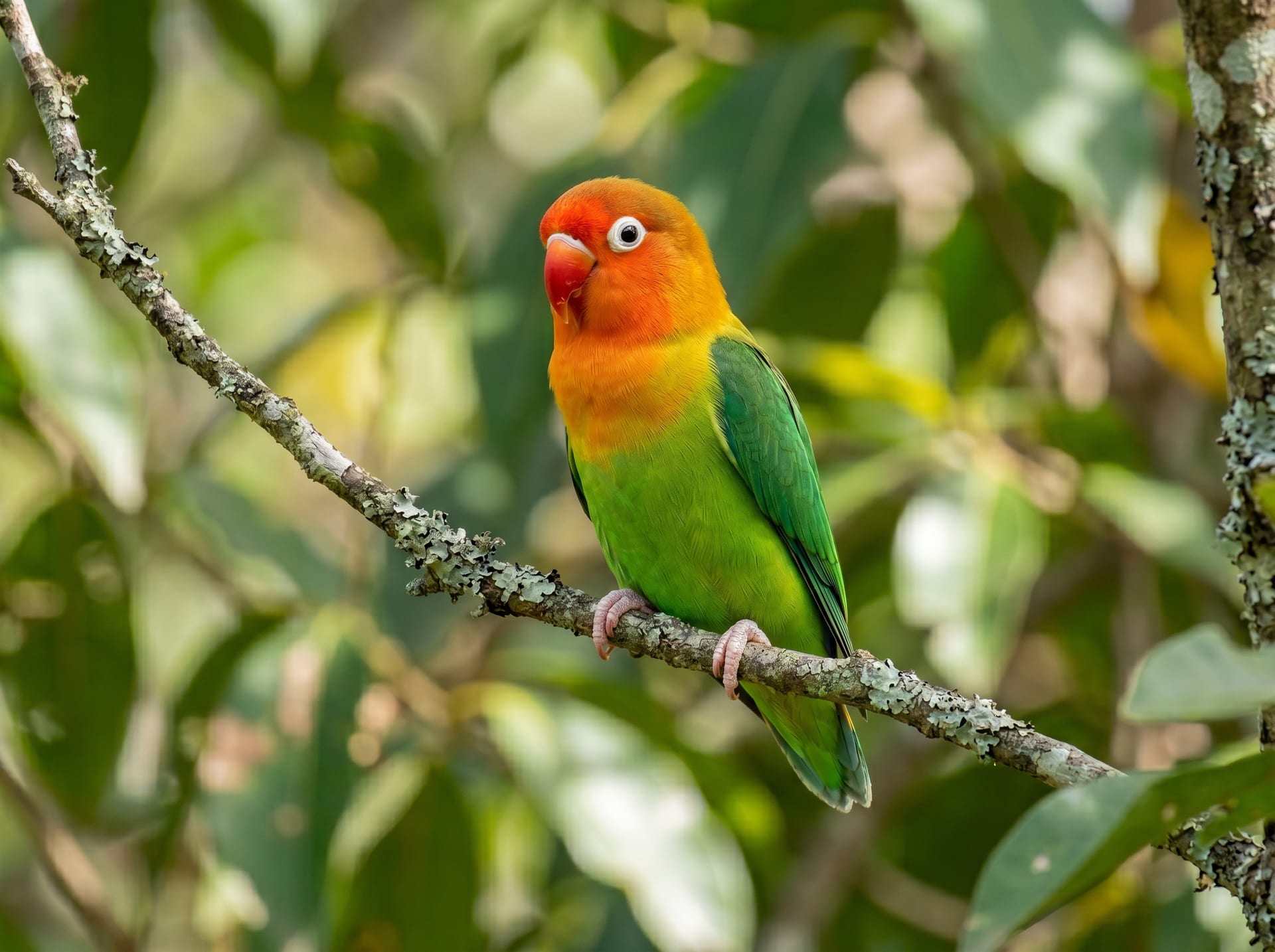 Fischer's Lovebird