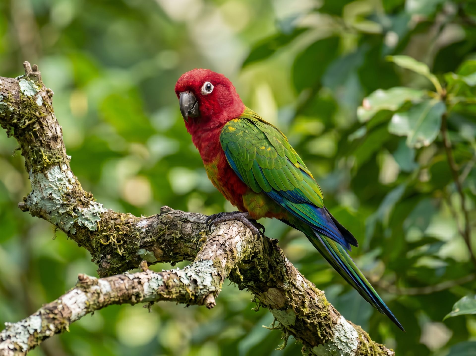 Conure