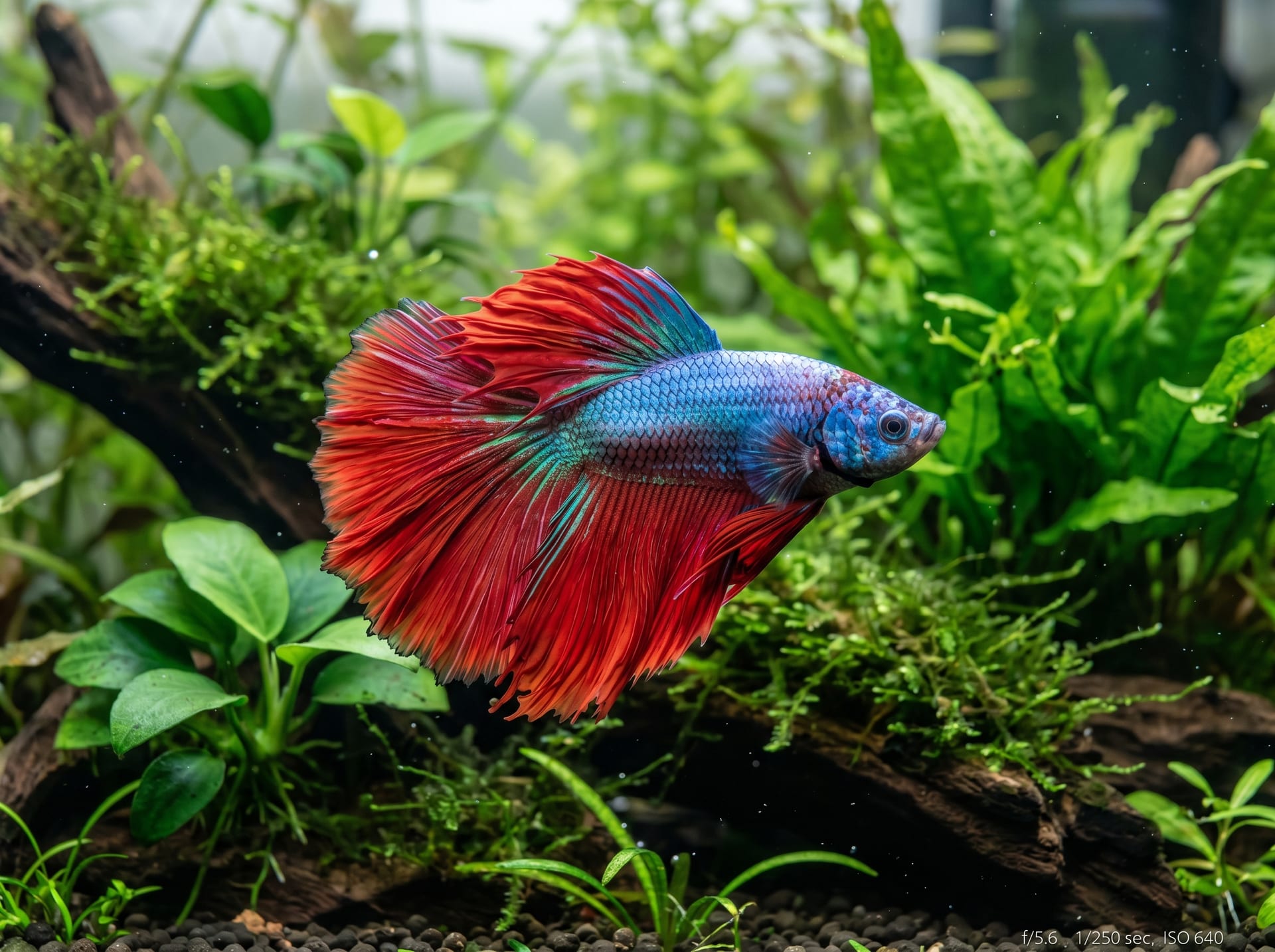 Tropical Fish & Goldfish