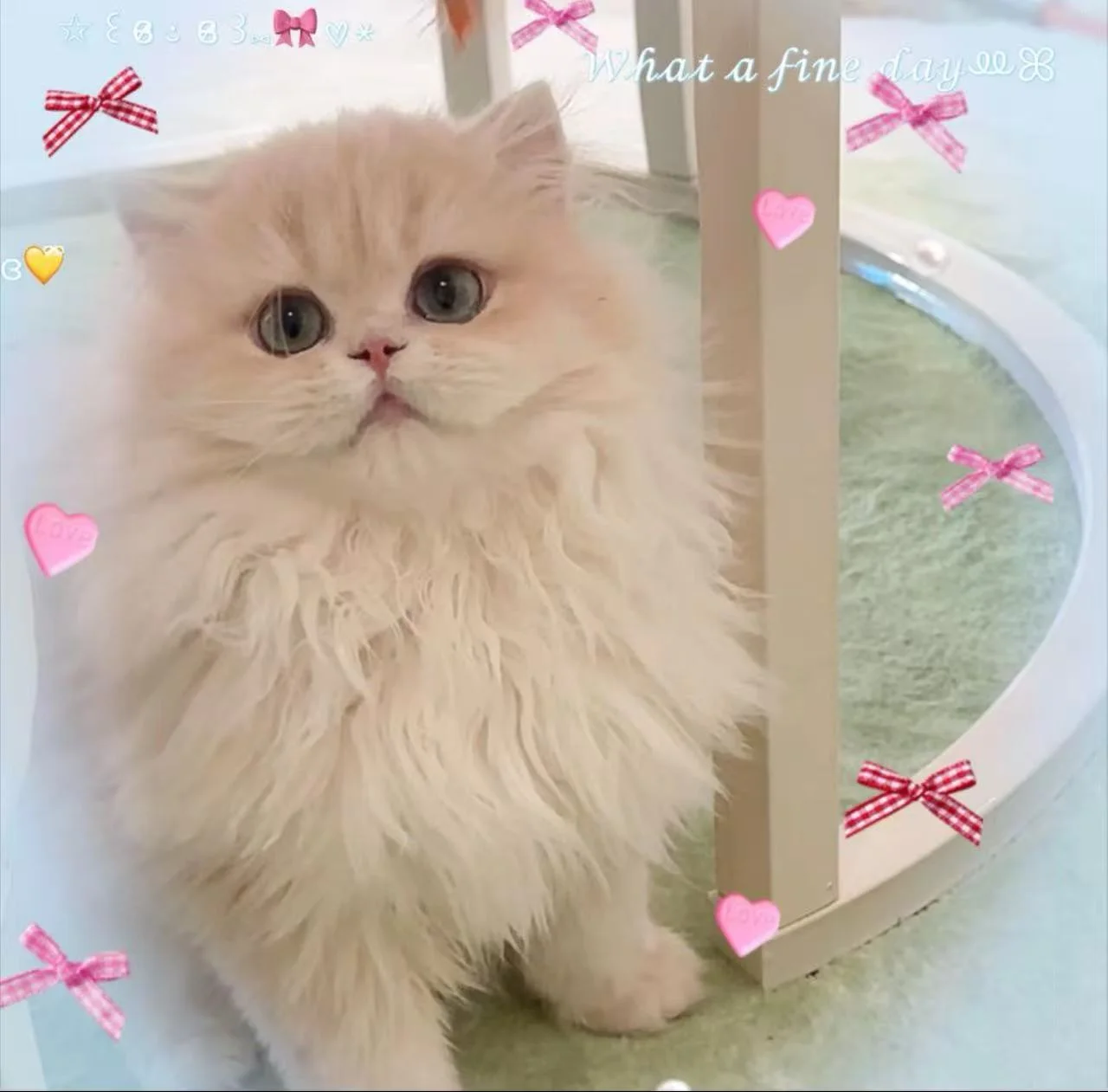 金咲亜依ブリーダーのプロフィール画像