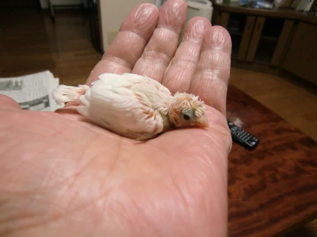 大島守 Breeder