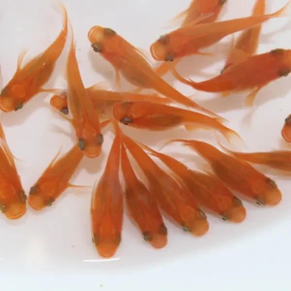 亀田養魚で生産しているメダカをご紹介します - Growth diary photo