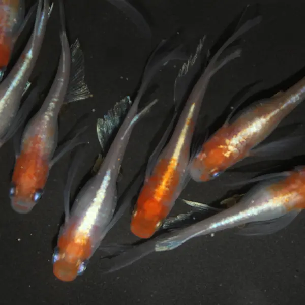 亀田養魚で生産しているメダカをご紹介しますの写真4枚目