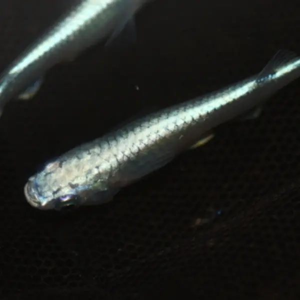 亀田養魚で生産しているメダカをご紹介します - Growth diary photo