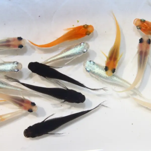 亀田養魚で生産しているメダカをご紹介しますの写真5枚目