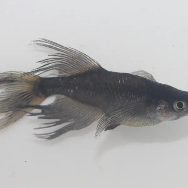 亀田養魚で生産しているメダカをご紹介します - Growth diary photo