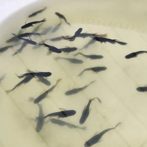 亀田養魚のメダカづくり