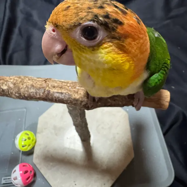 ほぼ、ひとり餌です！元気いっぱい、シロハラインコ - Growth diary photo
