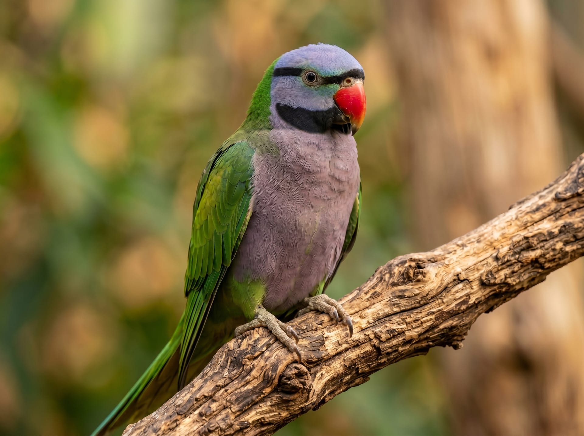 Derbyan Parakeet