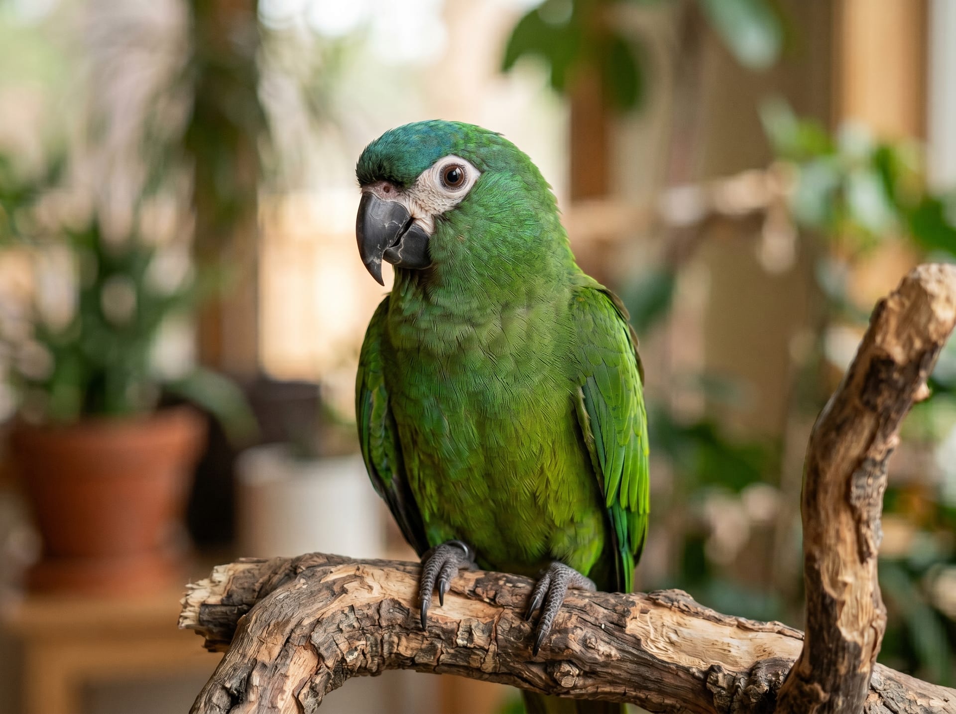 Hahn's Macaw