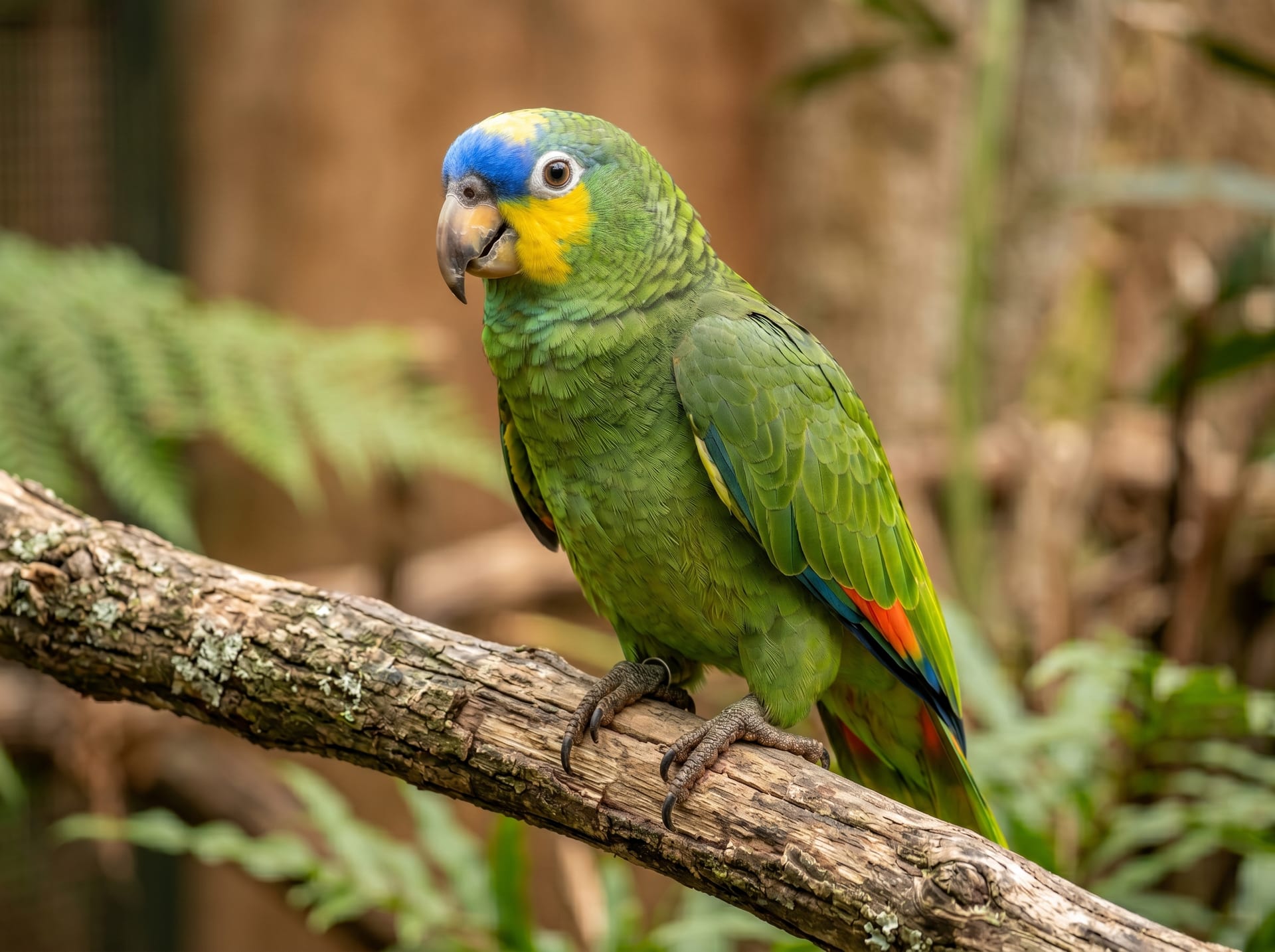Orange-winged Amazon