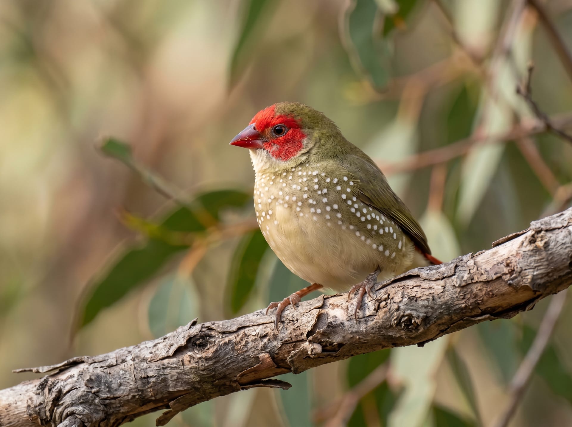 Star Finch