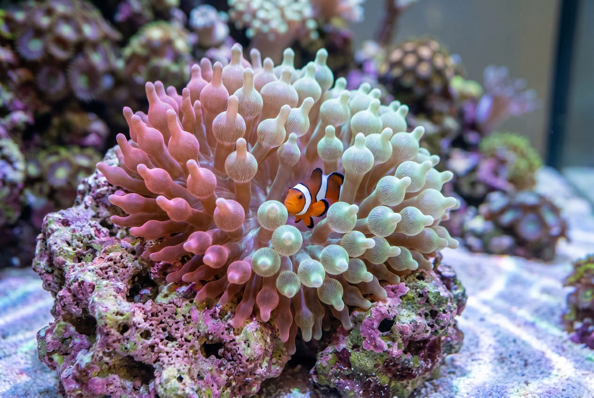 Bubble-Tip Anemone