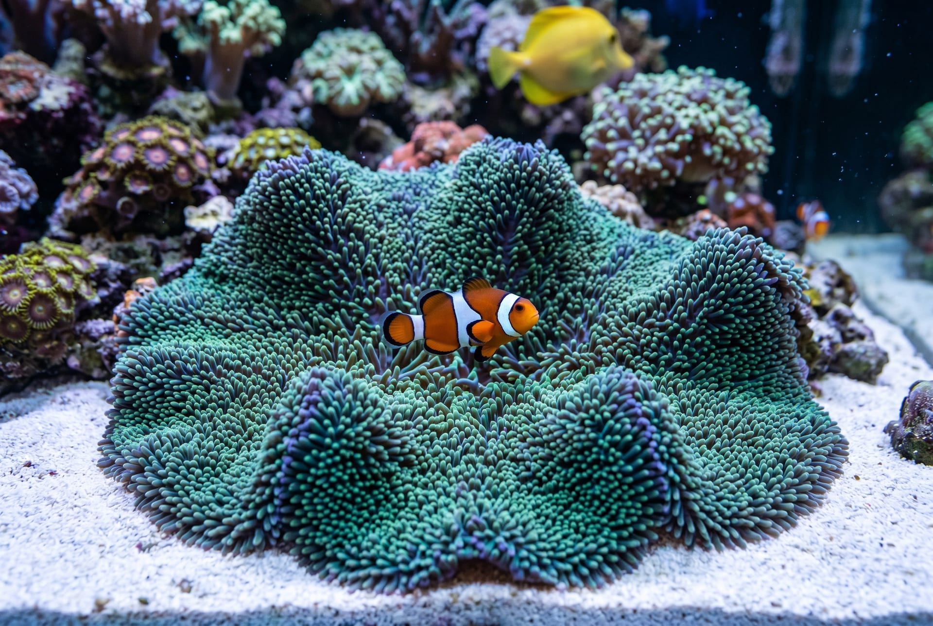 Carpet Anemone