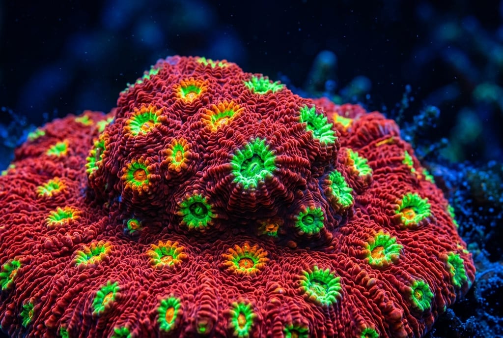 聖杯珊瑚 under blue light (fluorescence)