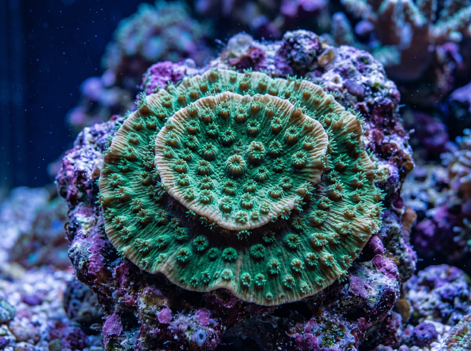 Echinopora Coral