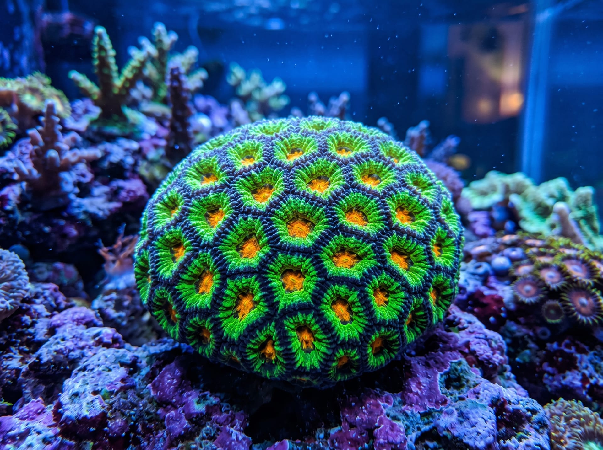 Favites Coral