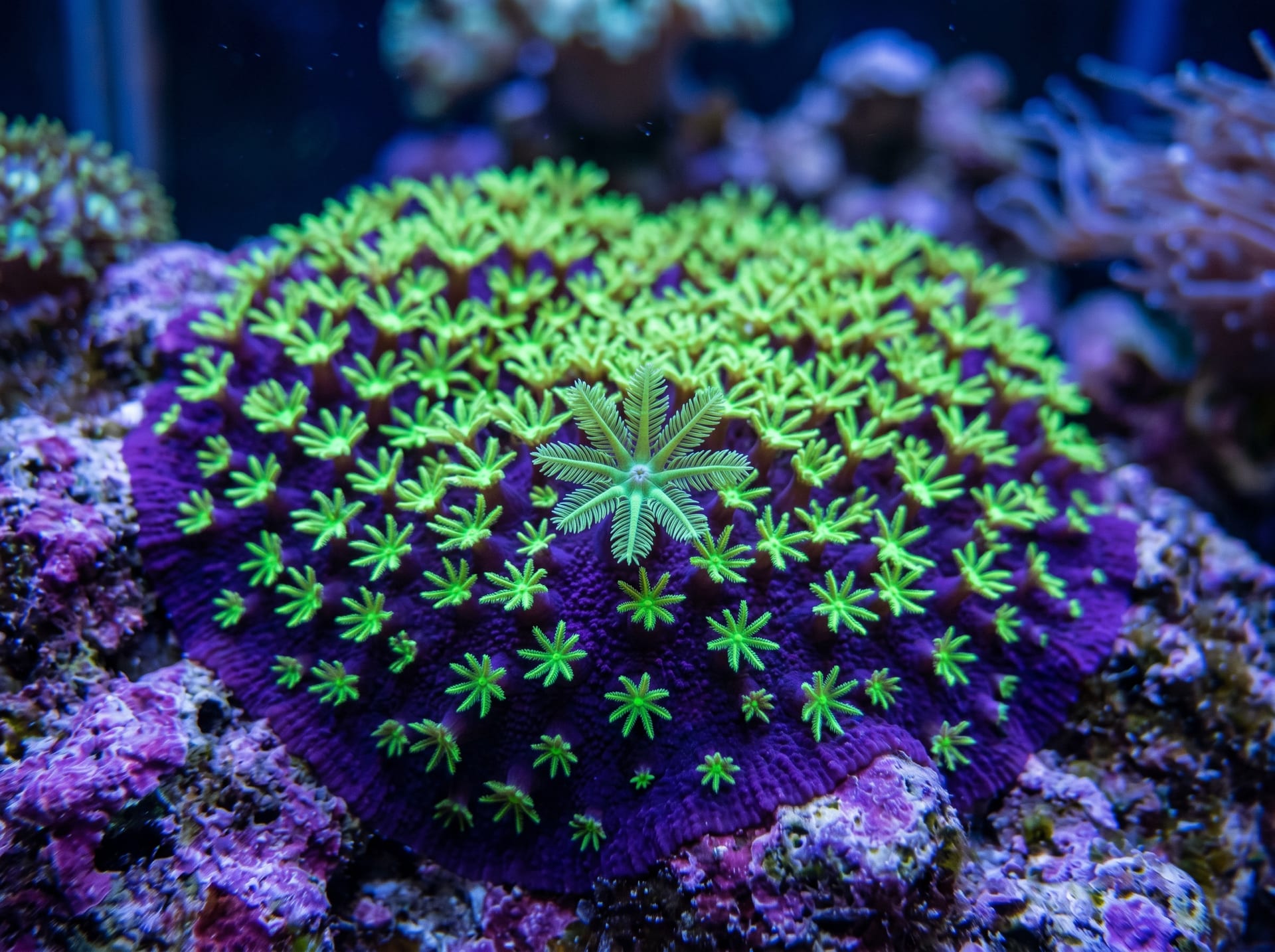 Green Star Polyp