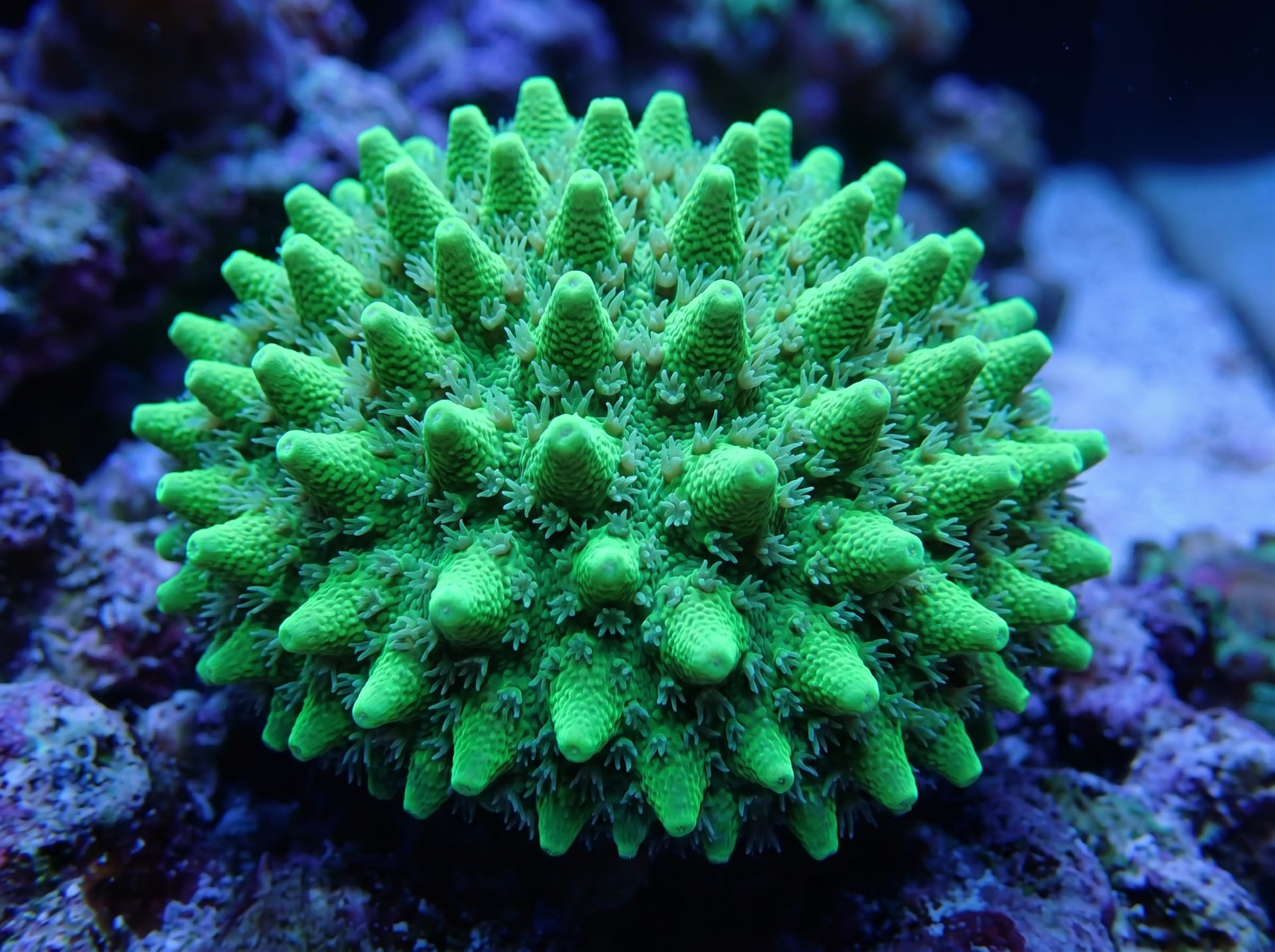 Hydnophora (Horn Coral)