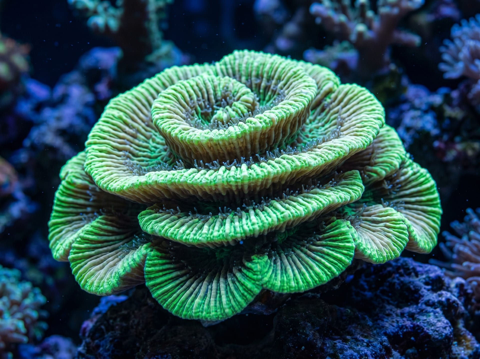 Merulina Coral