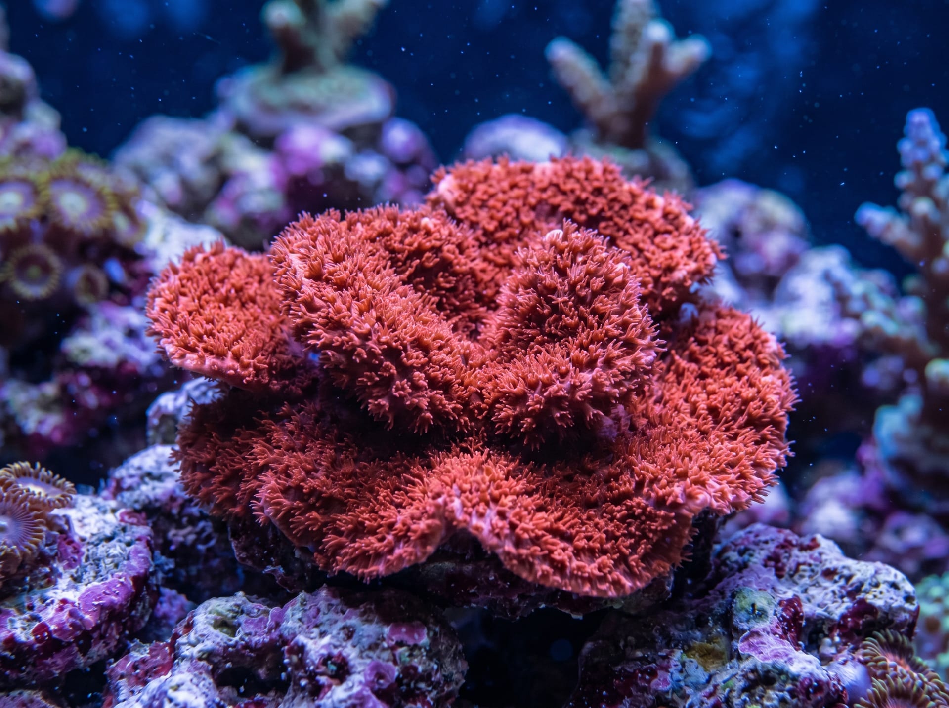 Montipora Setosa