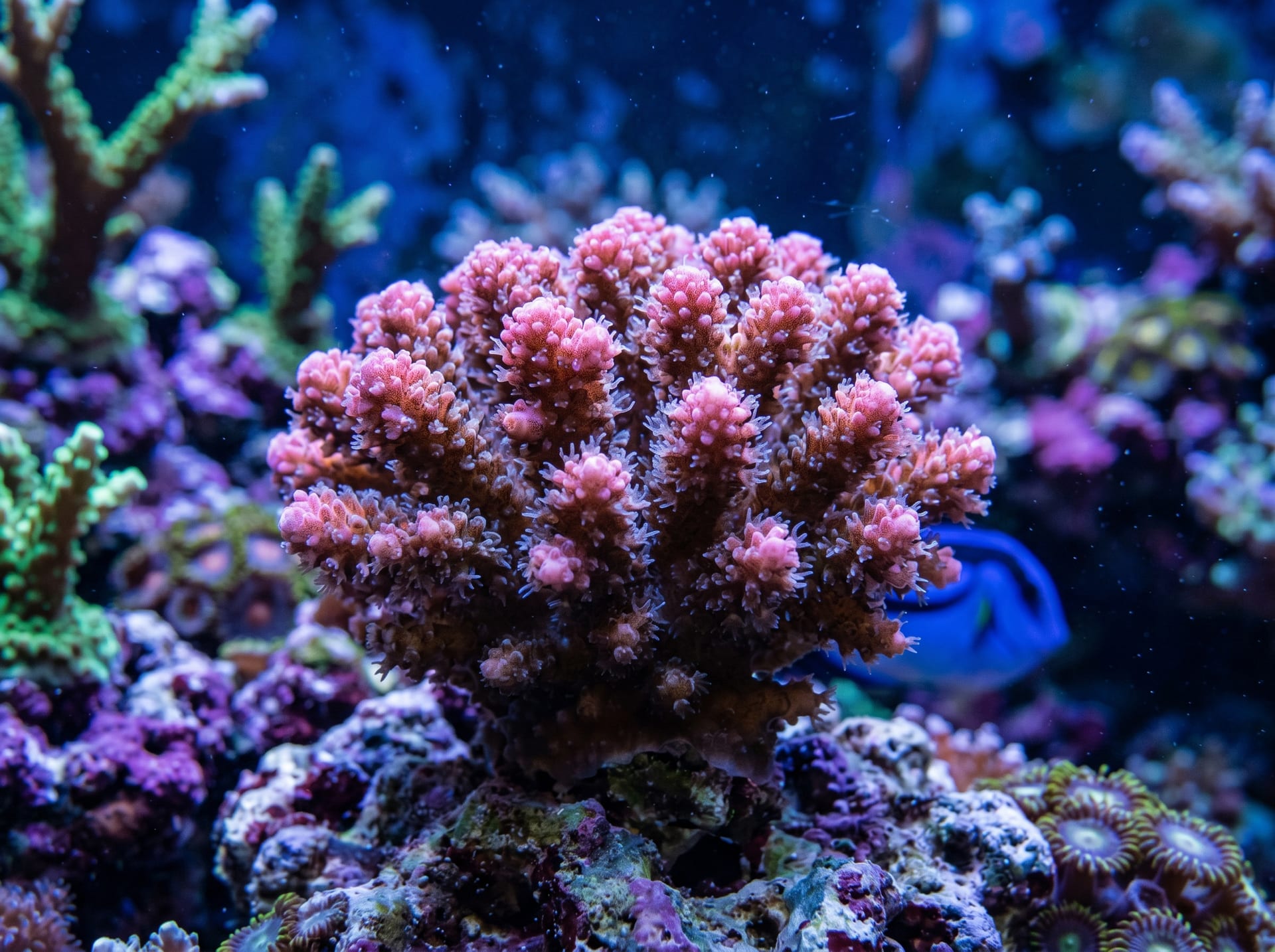 Pocillopora (Cauliflower Coral)