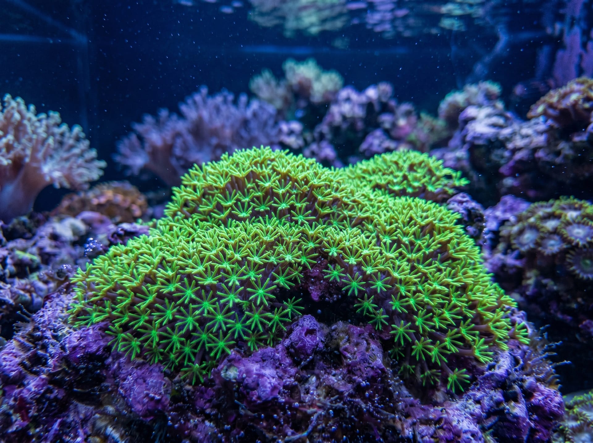 Green Star Polyps