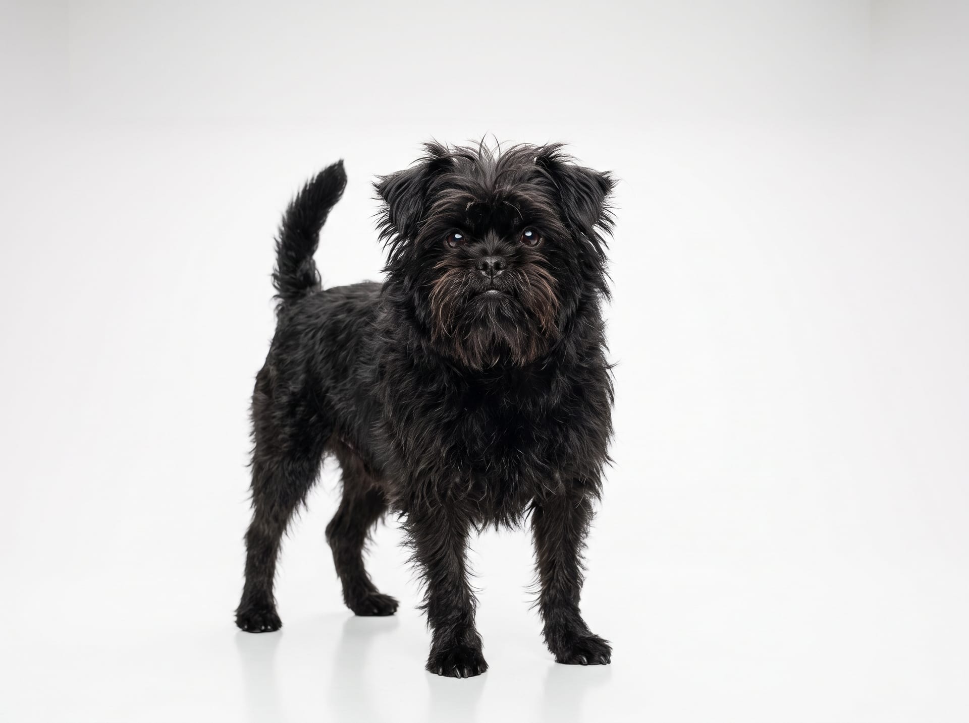 Affenpinscher