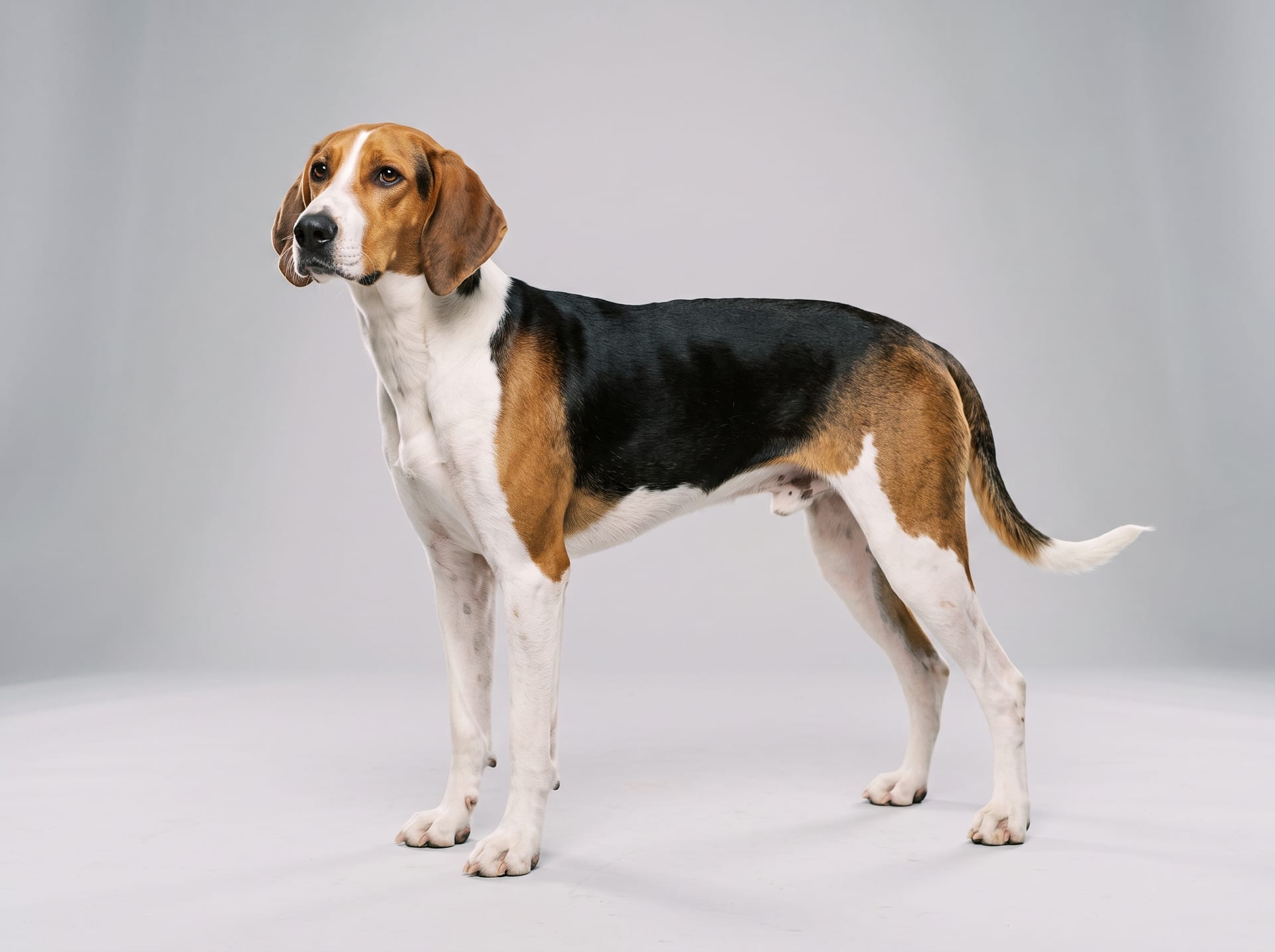 American Foxhound