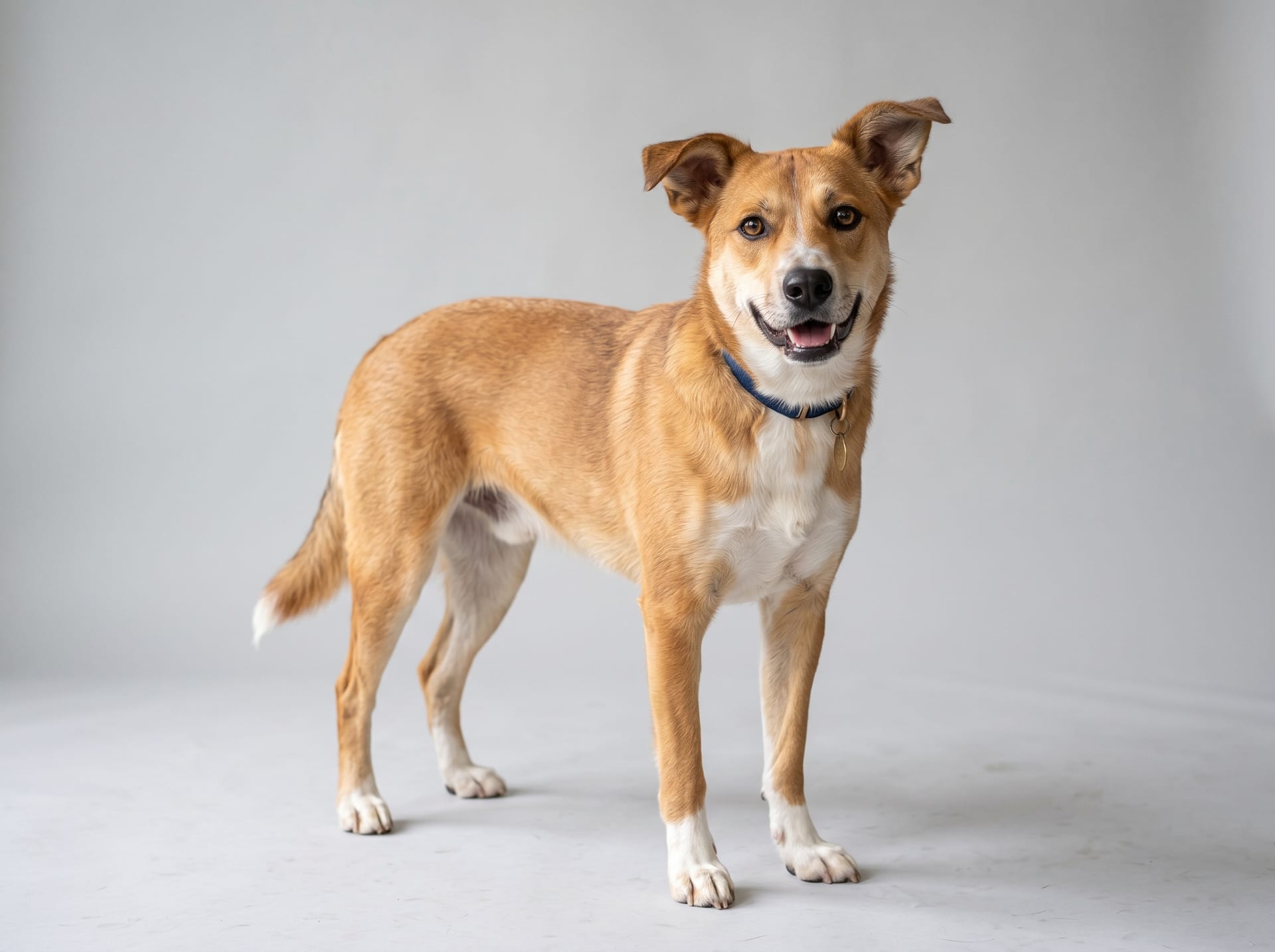 ミックス犬