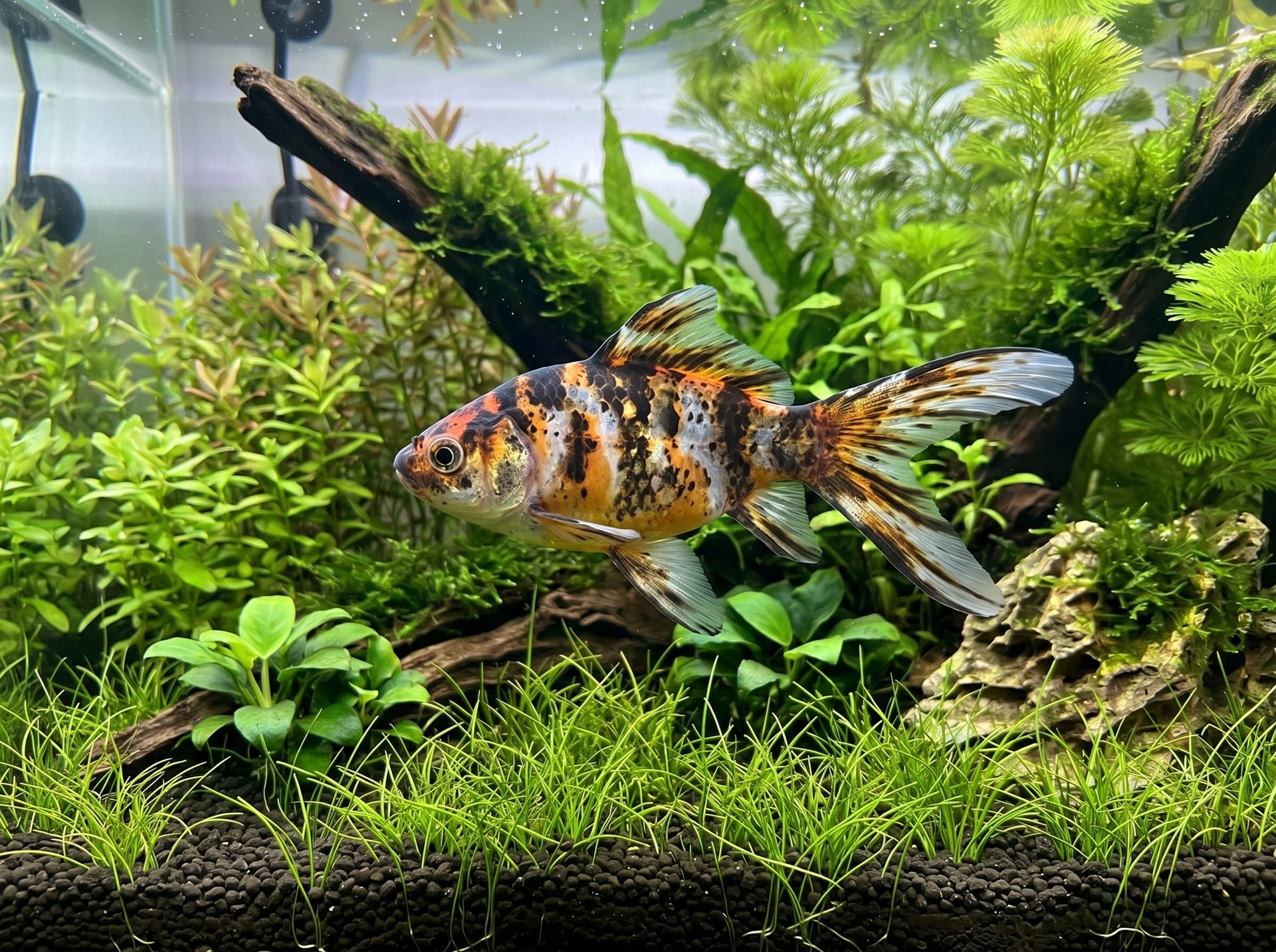 Kirin Goldfish