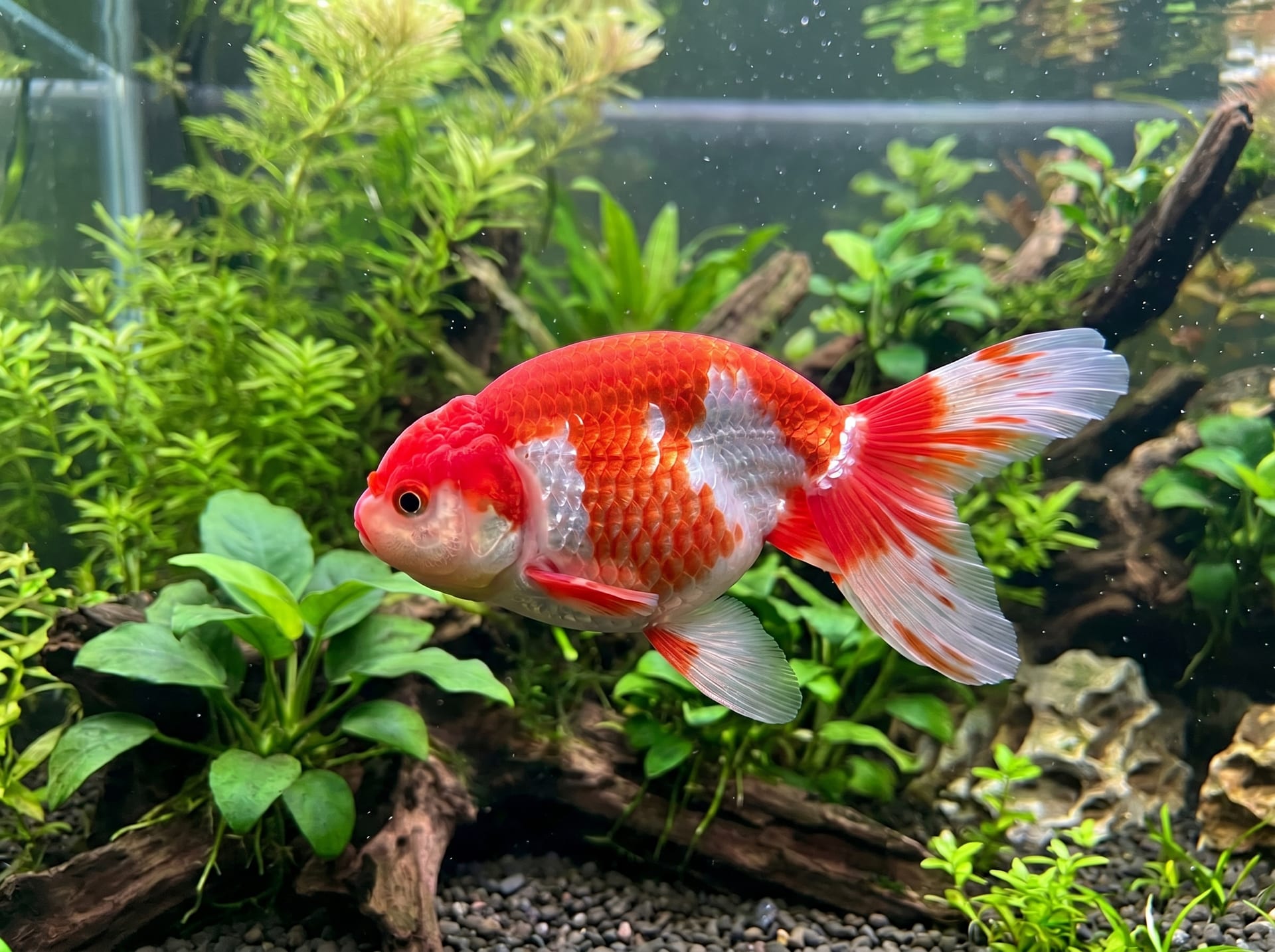 Osaka Ranchu