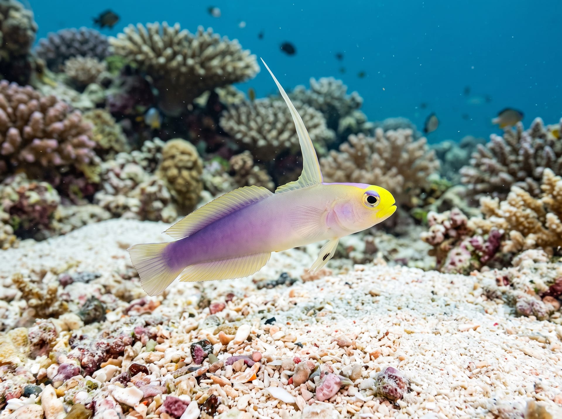 Helfrich's Firefish