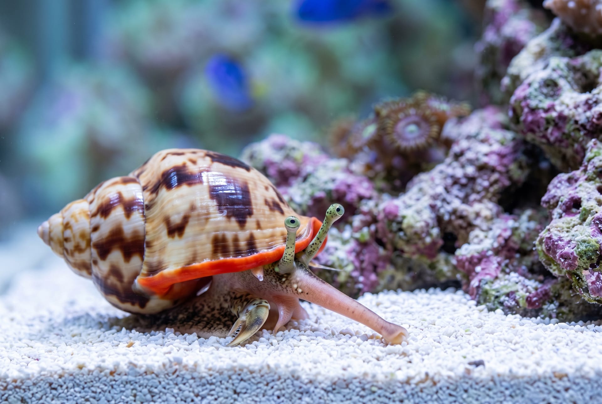 Strawberry Conch