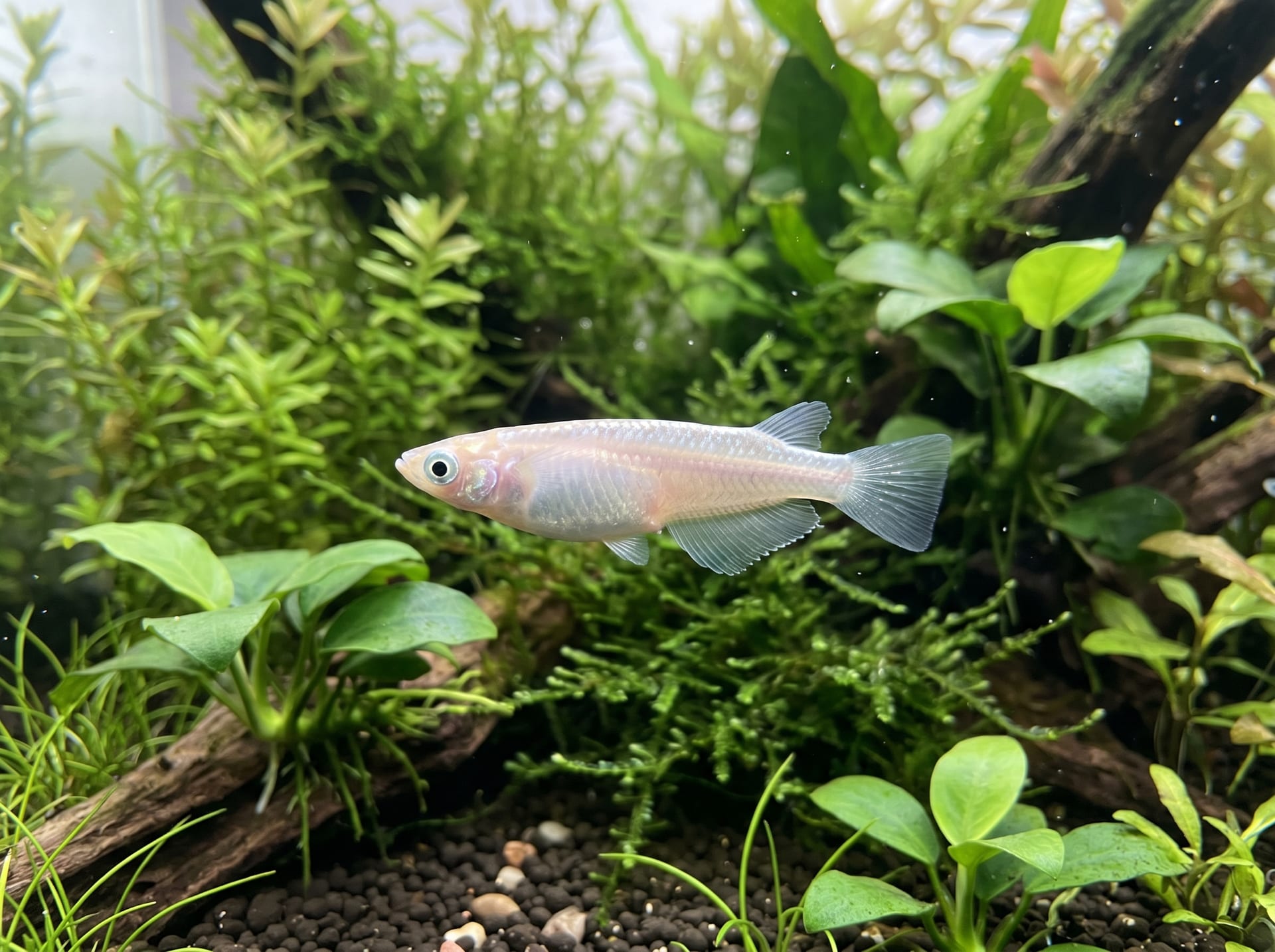 辉夜青鳉
