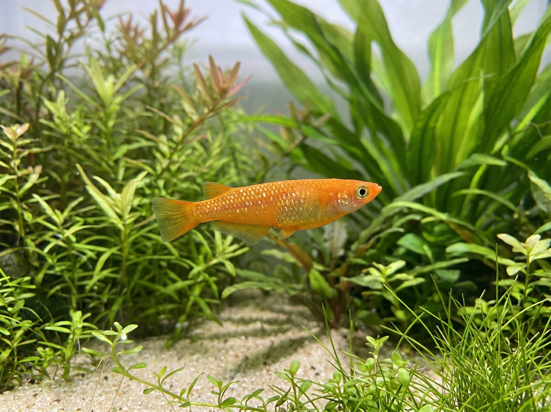 橙色亮片青鱂