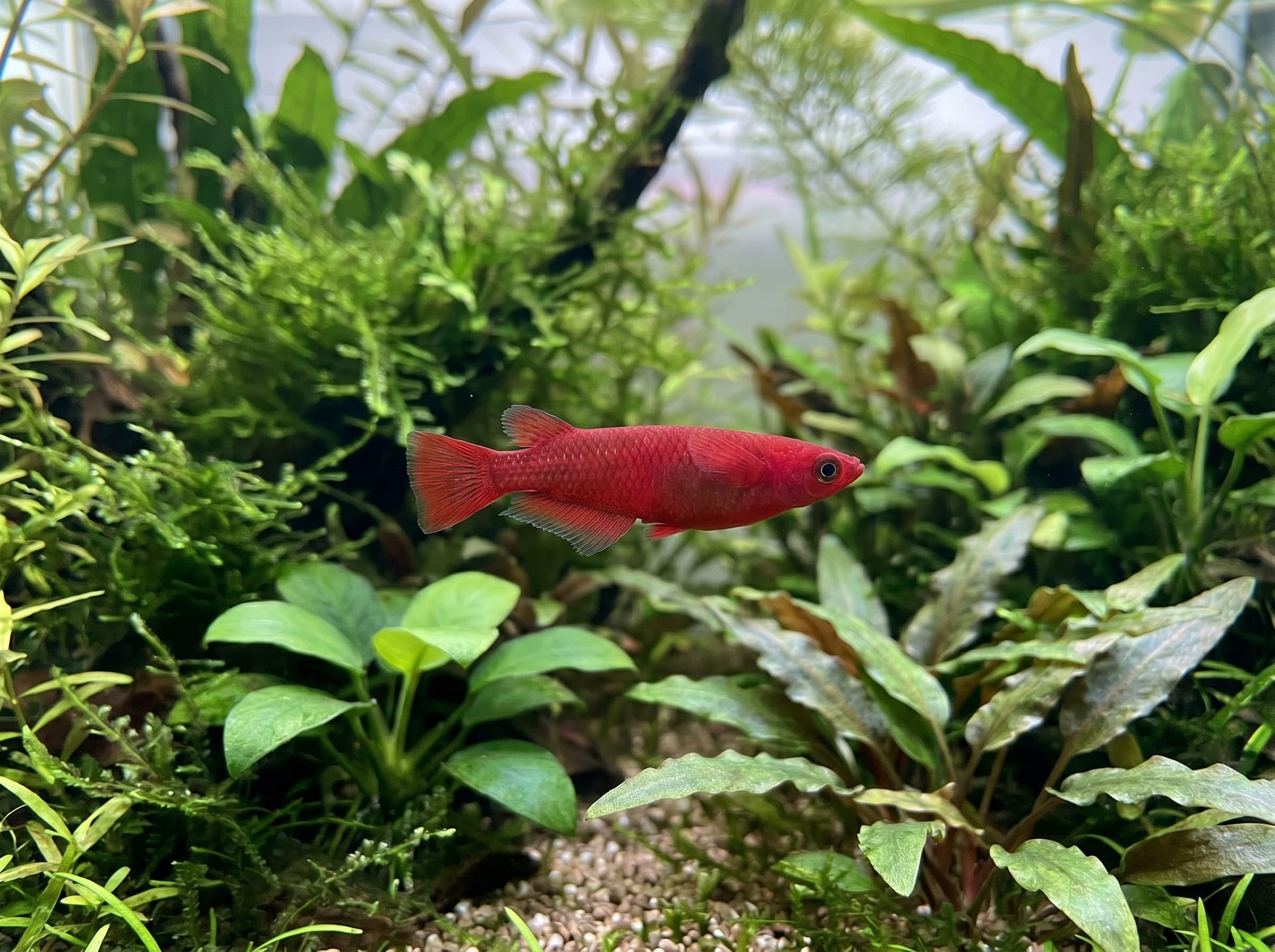 紅寶石鱂