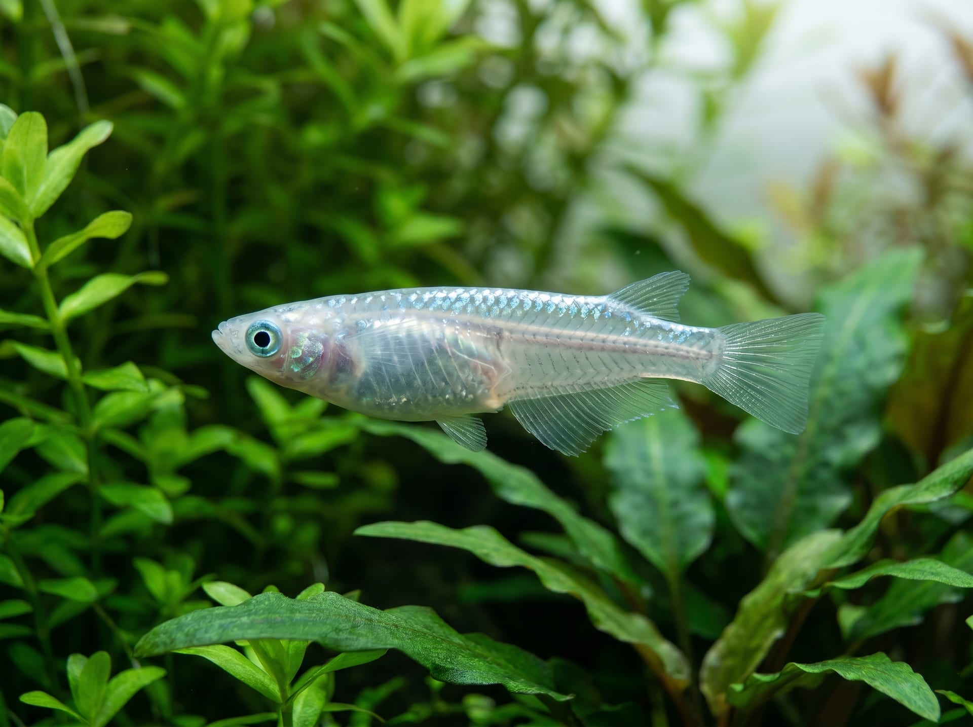 星河米鱼