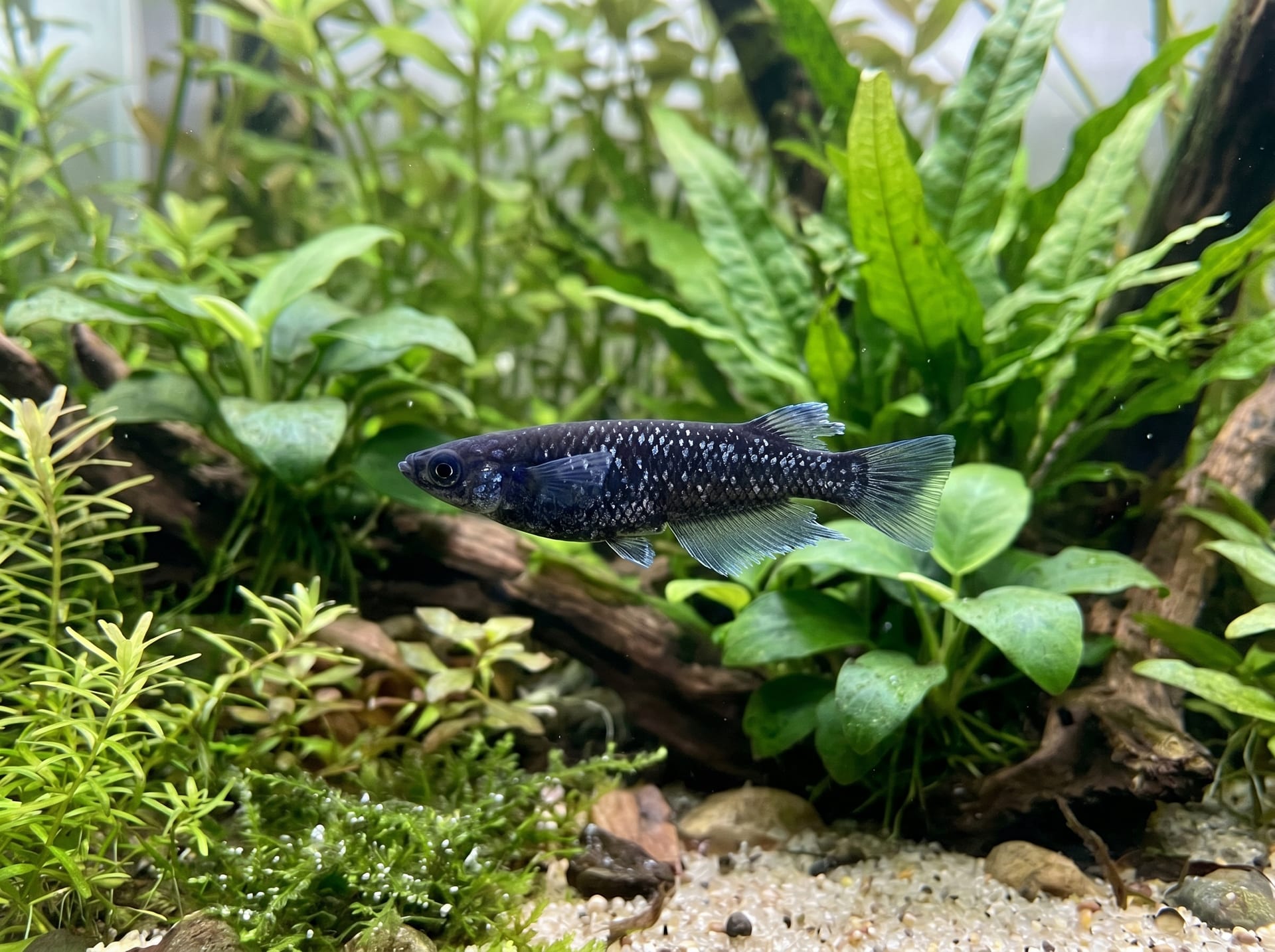 星云青鳉