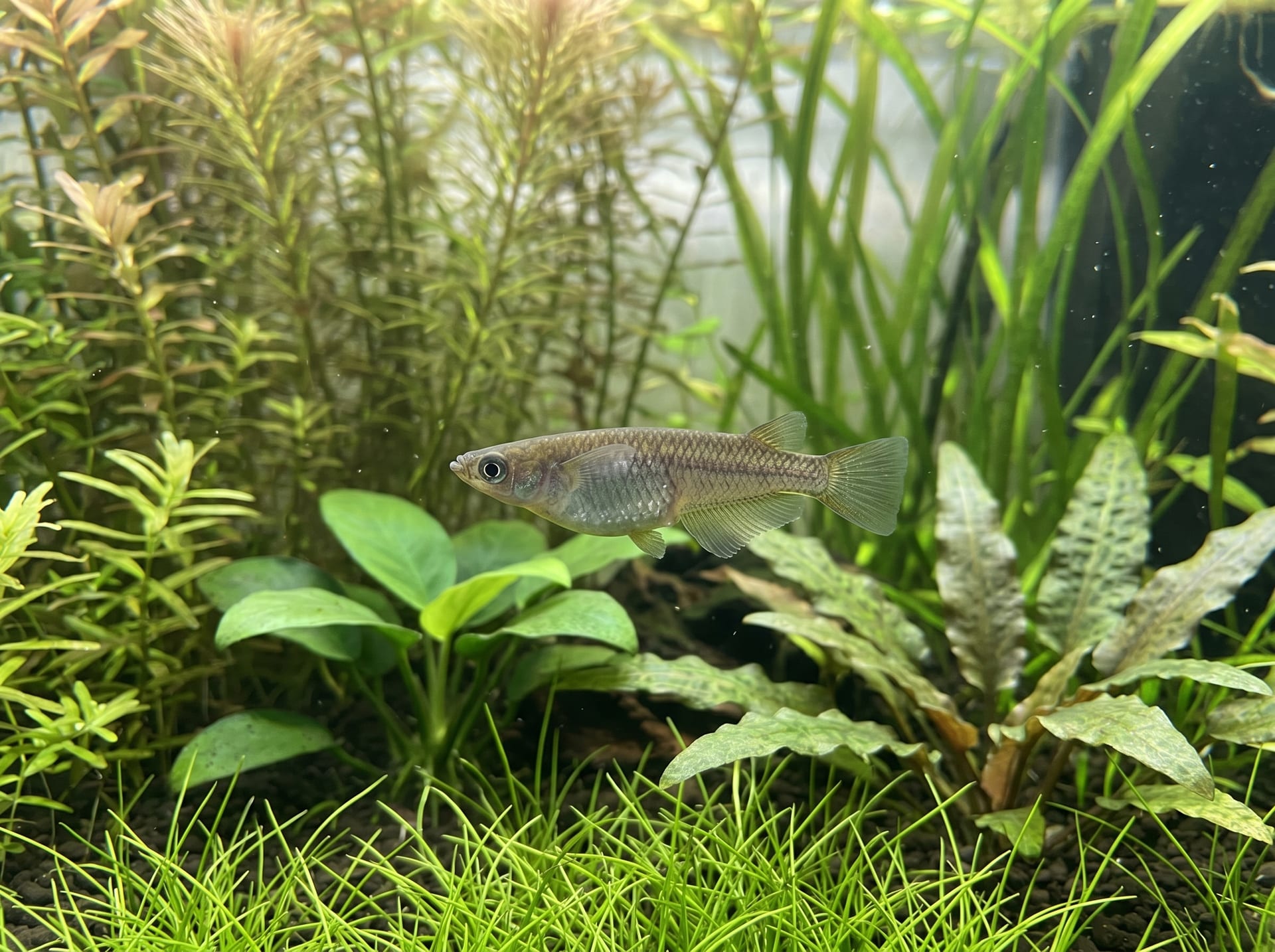 Southern Japanese Rice Fish (Wild Type)