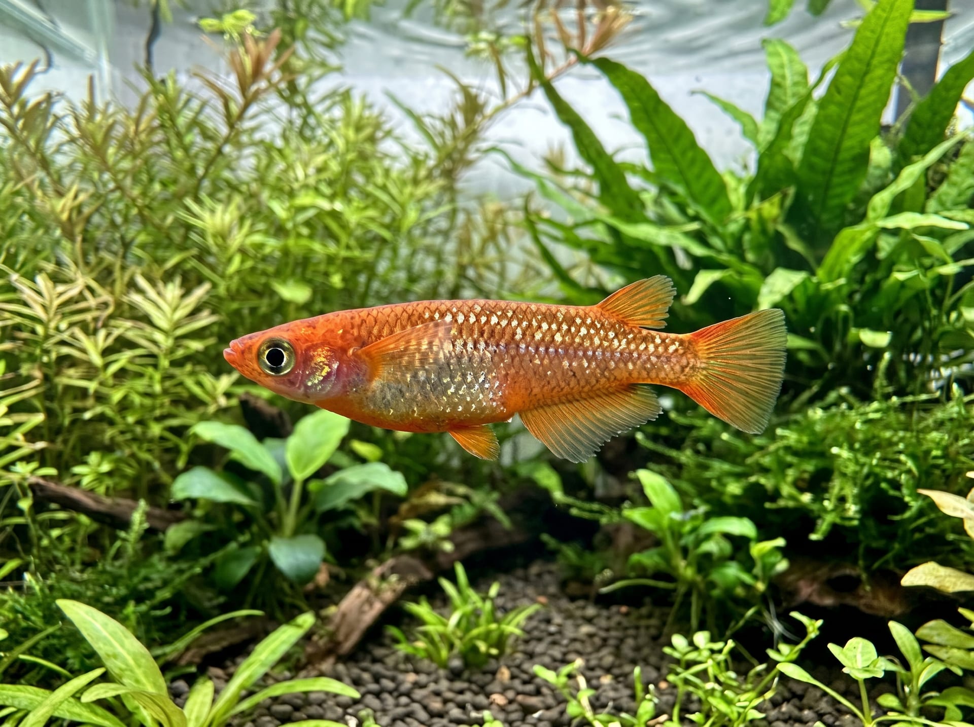 瑞鳳日本鱂