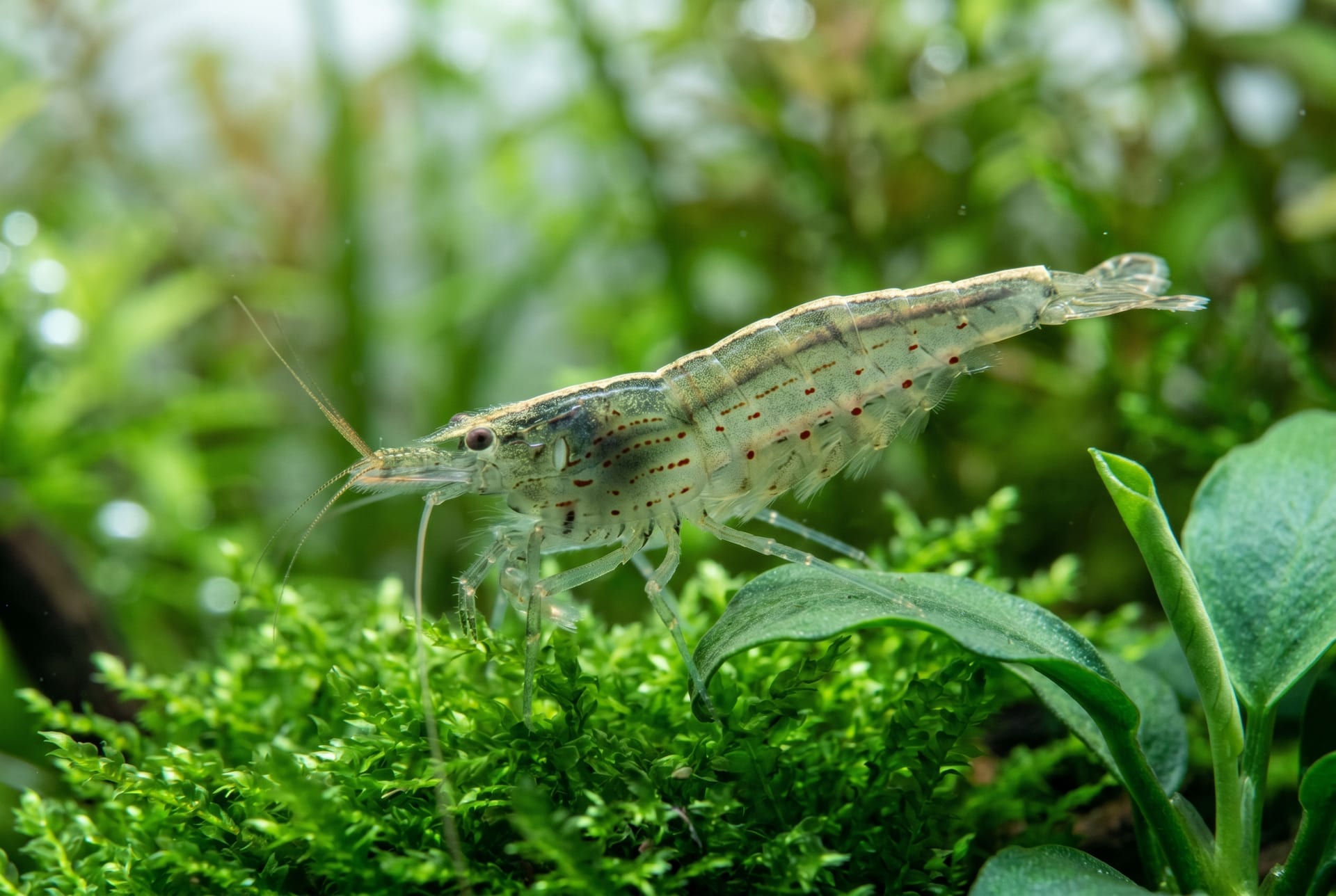 Amano Shrimp