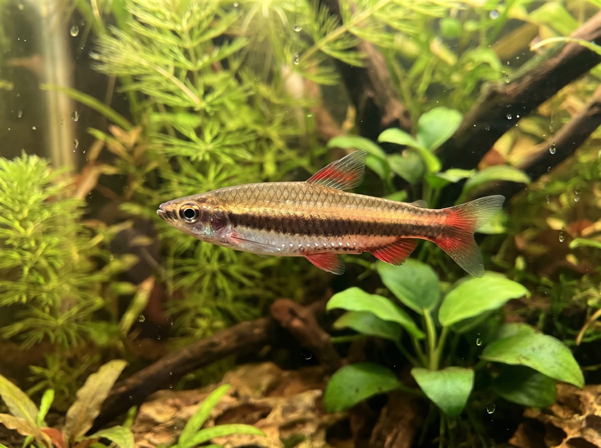 Beckford's Pencilfish
