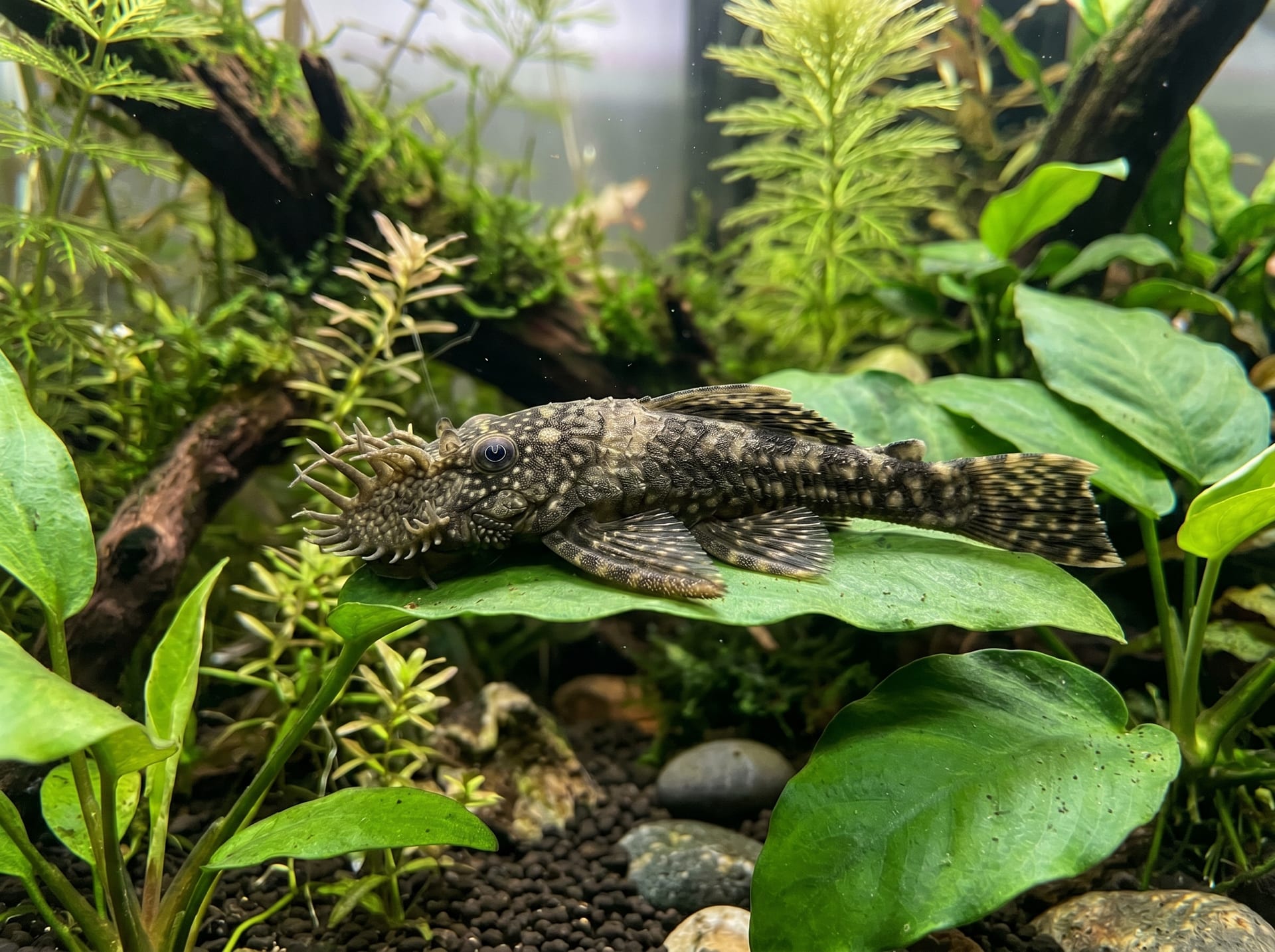Bristlenose Pleco