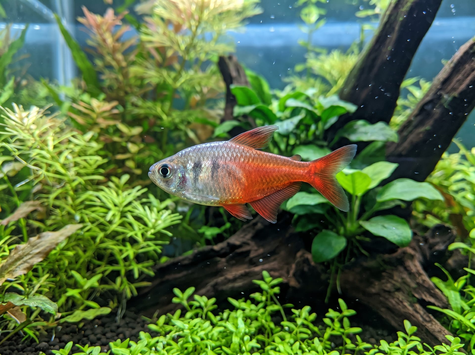 Fire Tetra