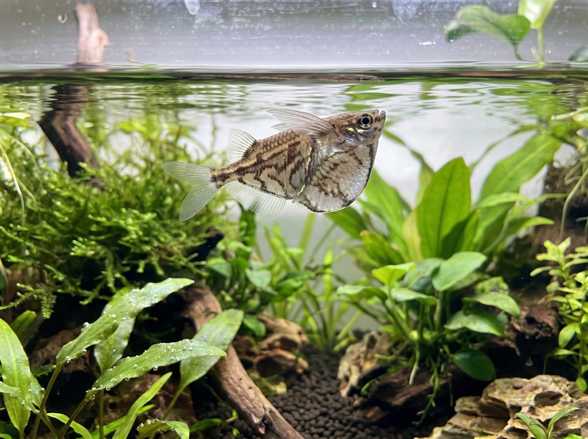 Marble Hatchetfish