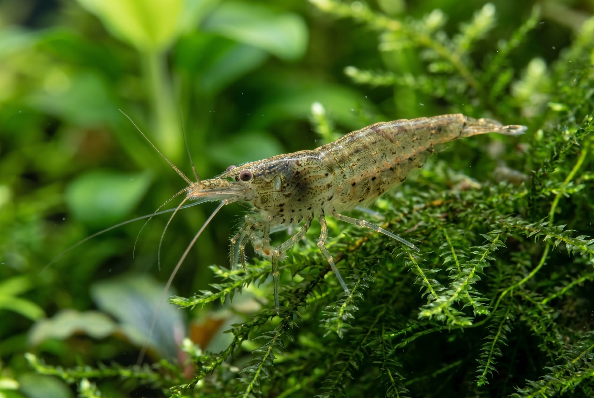 Minami Numa-ebi (Neocaridina)
